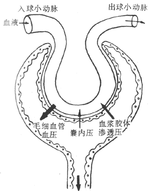 2011药士执业考试肾小球的滤过功能