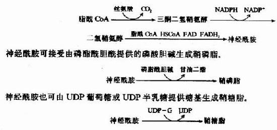 > 2011药士执业考试-生物化学磷脂的代谢   甘油磷脂由一分子的甘油