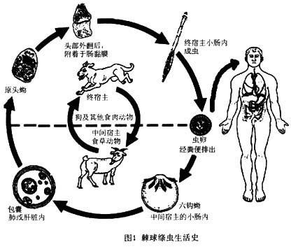 包虫病-包虫(棘球蚴)生活史