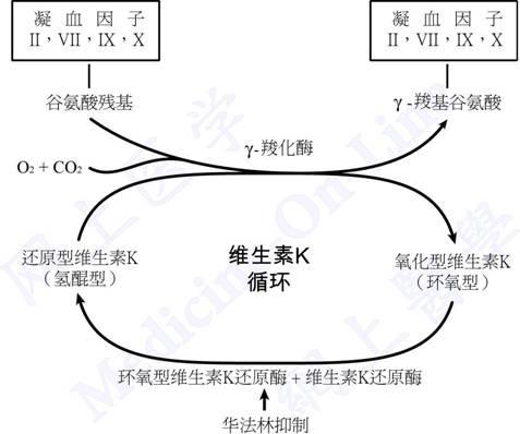 华法林抗凝过程