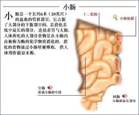 全套人体解剖图6