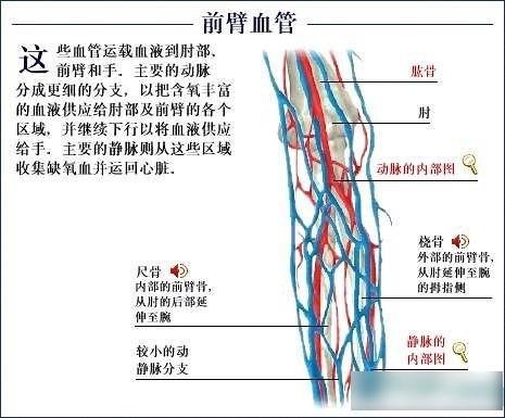 全套人体解剖图9