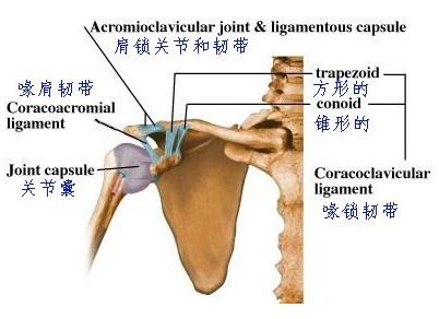 肩部肌肉骨骼图谱