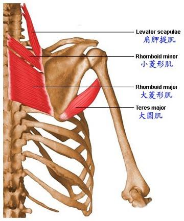 肩部肌肉骨骼图谱2