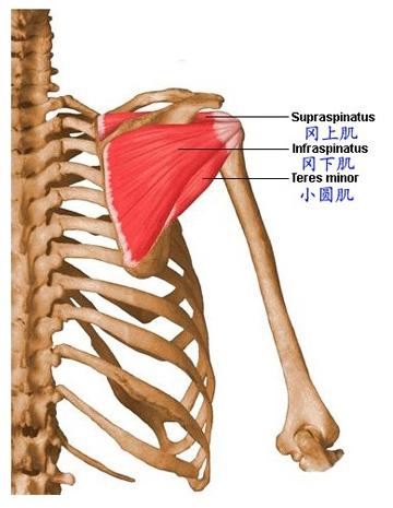 肩部肌肉骨骼图谱3
