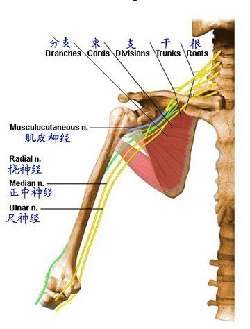 肩部肌肉骨骼图谱5