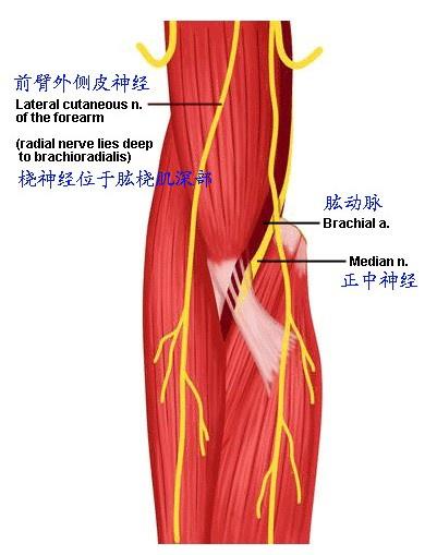 臂部骨骼肌肉神经图谱