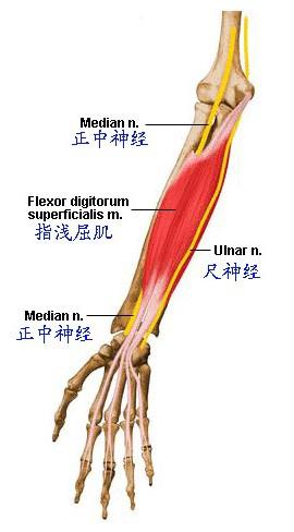 臂部骨骼肌肉神经图谱