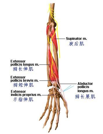 臂部骨骼肌肉神经图谱