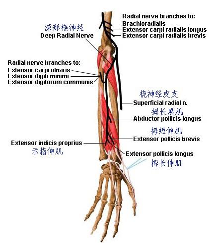 臂部骨骼肌肉神经图谱(5)