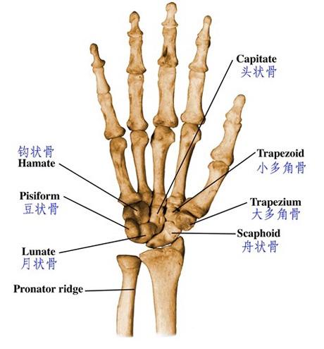手部解剖图谱