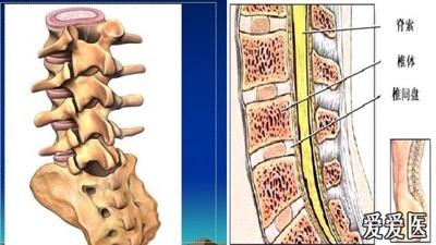 椎间盘的解剖和生理 爱爱医医学网