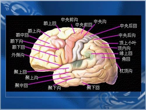 mri解剖—颅脑