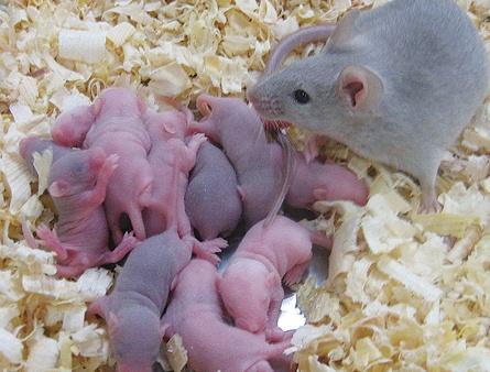 一些出生在日本的小老鼠,证明取自老鼠胚胎或改造后的胎儿组织的