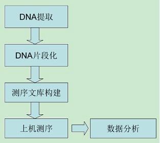 一般来说,基因组测序(具体来说,指的是第一代和第二代测序方法)的实验