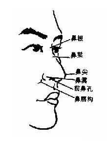 (nasal apex,鼻梁(nasal bridge,鼻翼(nasal alae,鼻前孔(anterior