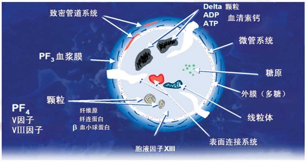 在2013tct(新柏氏液基细胞学检测)上公布的数据表明,血小板功能检测