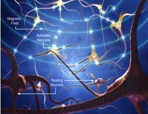 《自然神经科学:特化脑细胞抑制干细胞活性促进子代生存