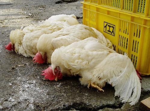 汕头口岸防控h7n9禽流感 截获6批禽类羽毛及排泄物