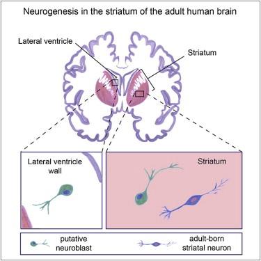 cell原揭示纹状体神经再生之谜