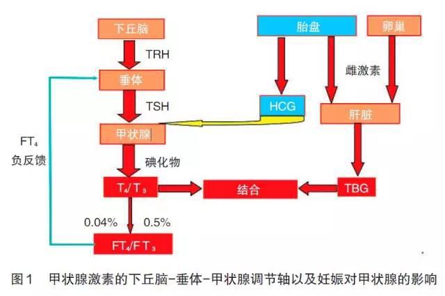 你懂得甲状腺激素指标t3t4ft3ft4的意义吗