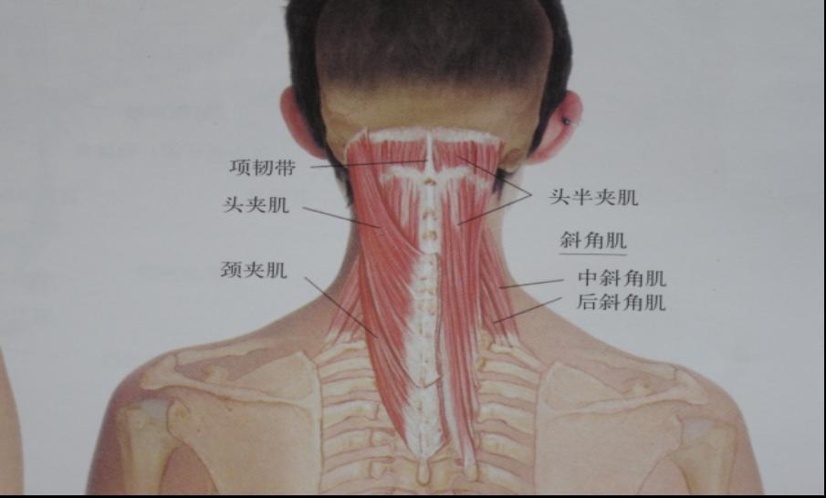 脖子肌肉线条图片