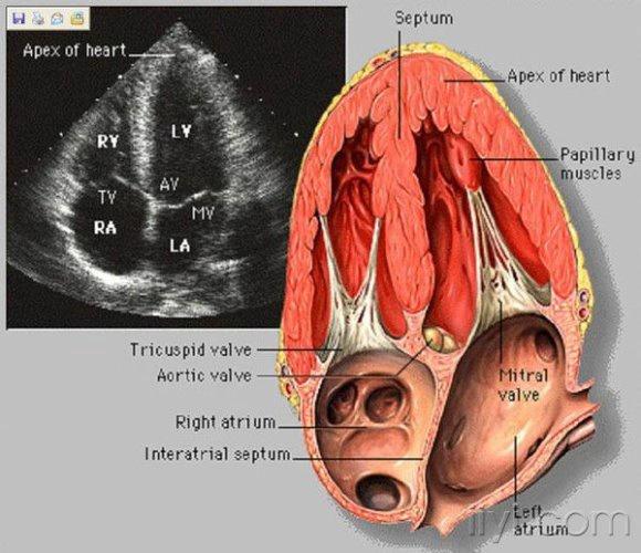 心臟彩超解剖圖