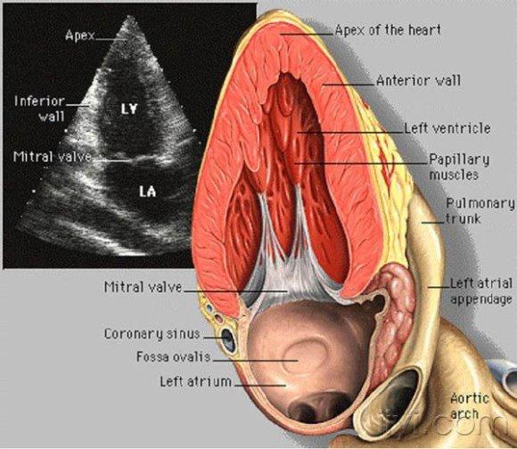 心臟彩超解剖圖