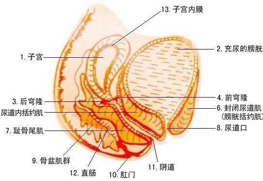 女性泌尿系统图 图解图片