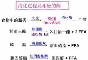 2011药士执业考试生物化学脂类的消化吸收