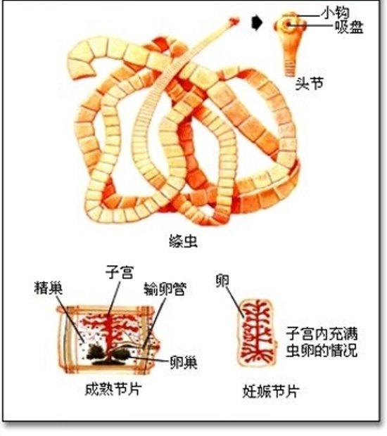 许氏绦虫结构图图片