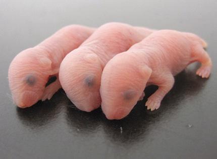 日本成功培养人造