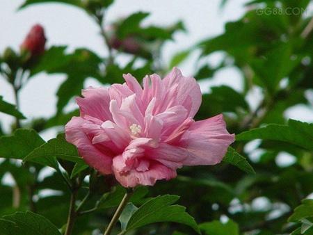 木槿花