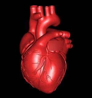 3d高清解剖学习图谱7