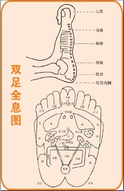 人体穴位反射
