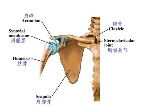 肩部肌肉骨骼图谱