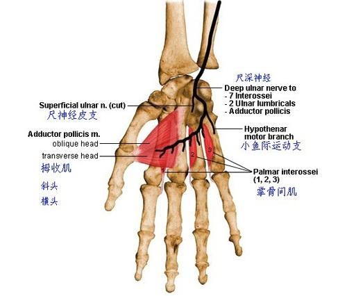 手部解剖圖譜2