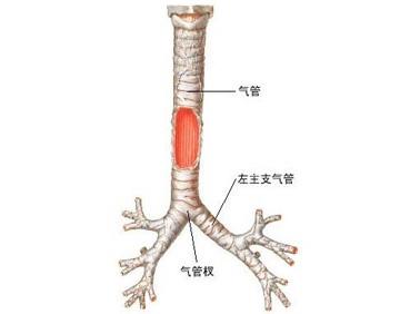 上呼吸道