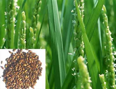 麦芽，麦芽的功效，麦芽的作用，麦芽的功效与作用