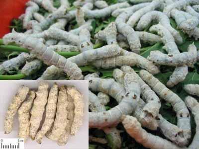 僵蚕，僵蚕的功效，僵蚕功效，僵蚕的作用，僵蚕作用，僵蚕的功效与作用