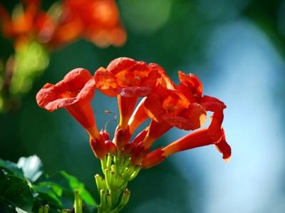 凌霄花，凌霄花治病驗(yàn)方，凌霄花圖片，凌霄花治病驗(yàn)方10則