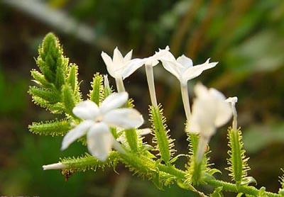 中藥白花丹，白花丹，治病驗(yàn)方，白花丹治病驗(yàn)方，中藥白花丹治病驗(yàn)方10則