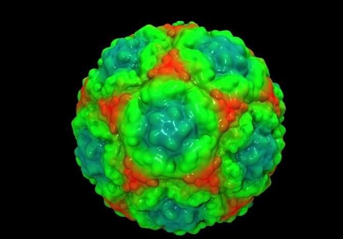 鼻病毒3D图