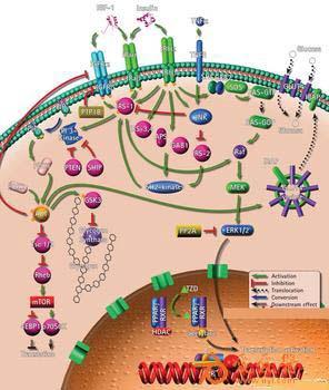 nature里程碑成果胰岛素是如何接上受体