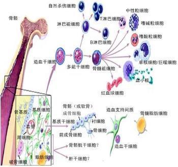 造血过程图图片