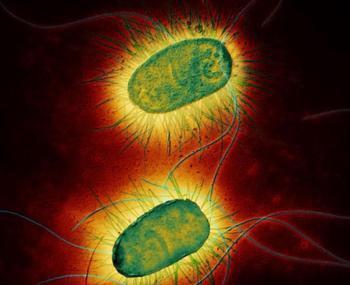 太空环境下细菌出现神秘未知行为