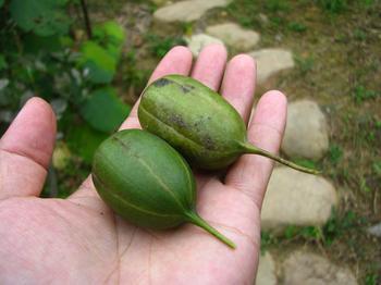 马兜铃酸,致癌物,草药