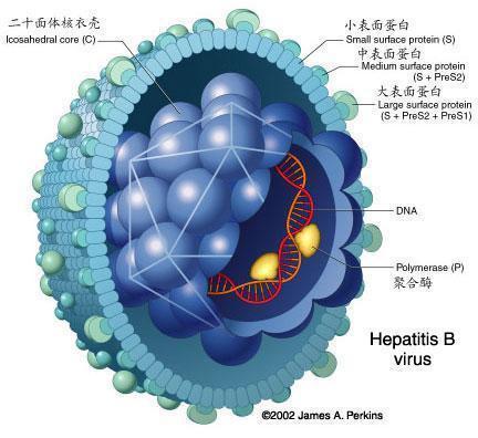 治疗应答;hbsag定量联合乙型肝炎病毒(hbv)dna可以考虑作为停药指标