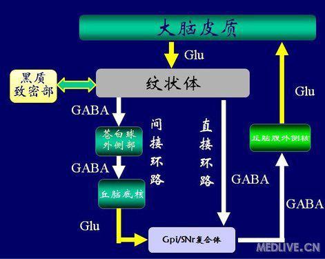 黑质纹状体通路图片