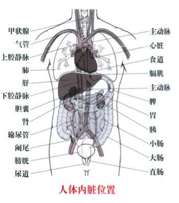 五脏之间的关系